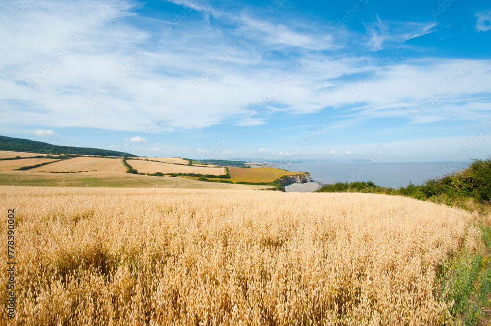 View from Kilve Beach and coast path towards St Audrie's Bay Blue Anchor Bay And Minehead, Somerset, South West England