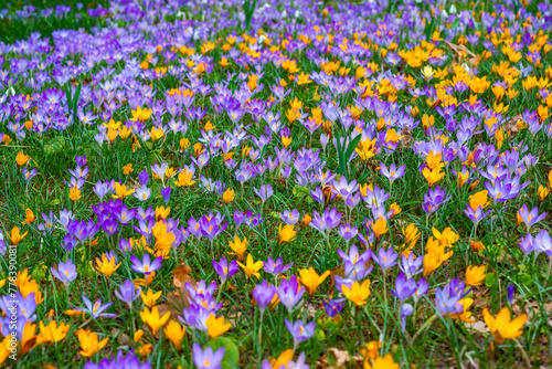 Snowdrops and purple and yellow crocus flowers in early spring in the garden, Ukraine