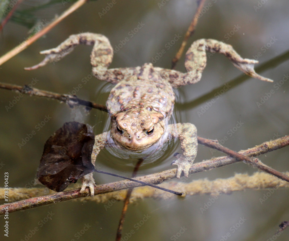 Fototapeta premium Common toad frog (Bufo bufo) in the wild