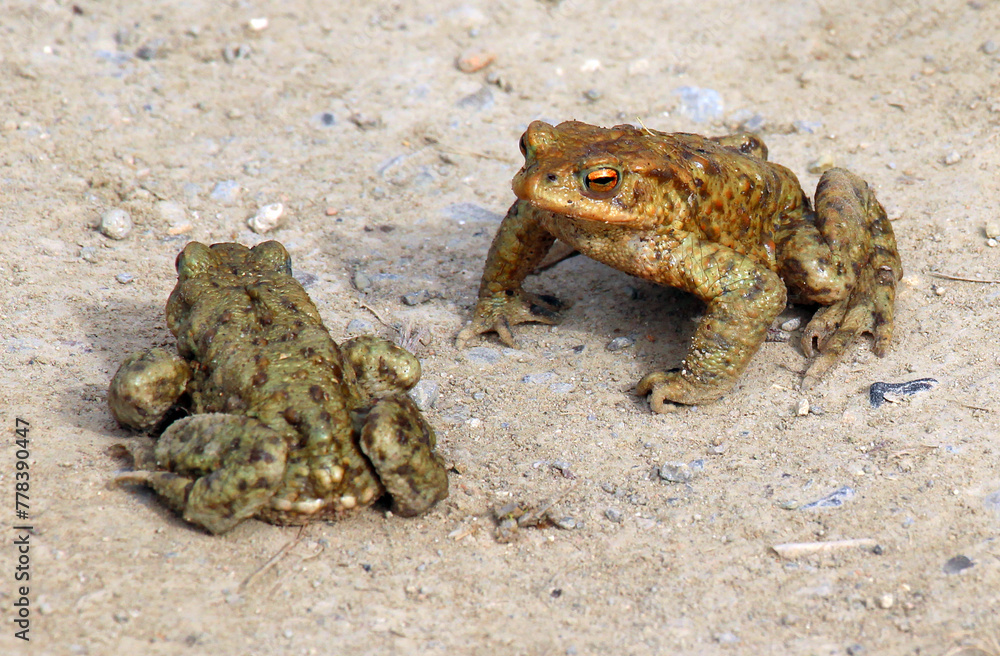 Obraz premium Common toad frog (Bufo bufo) in the wild