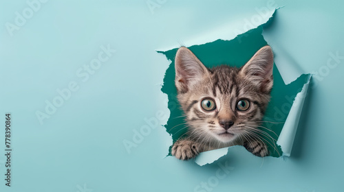 A curious kitten peering through a torn teal paper wall, with its face and front paws emerging from the hole. Copy space.