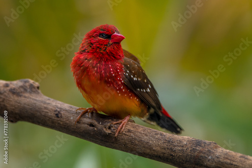The red avadavat, red munia or strawberry finch, is a sparrow-sized bird of the family Estrildidae. It is found in the open fields and grasslands of tropical Asia and is popular as a cage bird