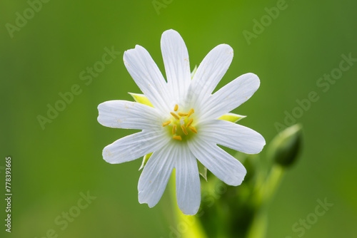 White flower stellaria holostea, close-up, shallow depth of field. photo