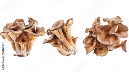 Wallpaper Mural Maitake Mushroom: Organic Ingredient on Transparent Background for Gourmet Cuisine, Culinary Cooking, and Healthy Vegan Recipes. Torontodigital.ca