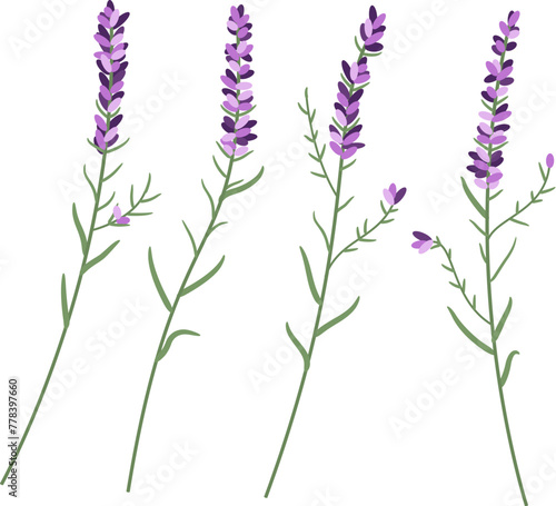 vector lavender flower set