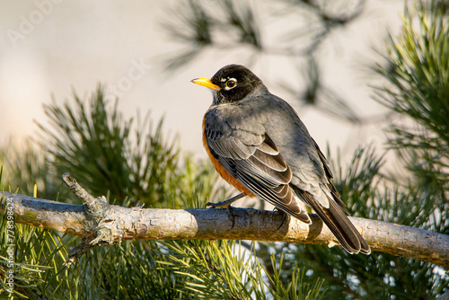 American robin perched on a pine tree on an early spring morning