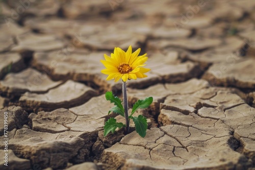 Flower growing from cracked dry soil in drought concept. Record summer heat. Background with selective focus