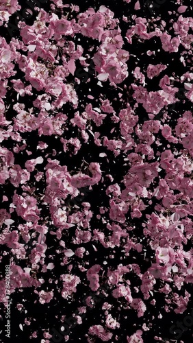 Falling japanese cherry leaves in fast and slow speed. Alpha Channel