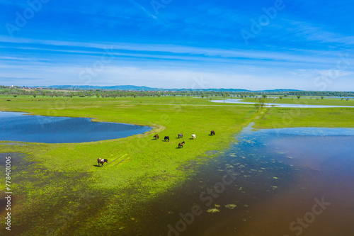 Horses on pasture outdoor on green field in spring in nature park Lonjsko polje, Croatia 