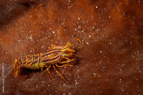 A pictuer of a Stimpson's snapping shrimp