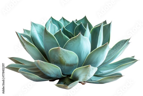 Agave Plant Isolated on White Background. Perfect Design Element for Desert-Themed Projects