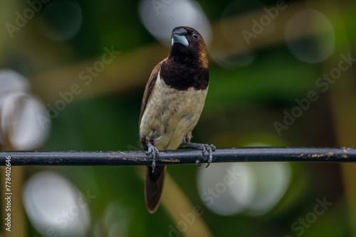 The Javan munia (Lonchura leucogastroides) is a species of estrildid finch native to southern Sumatra, Java, Bali and Lombok islands in Indonesia. photo