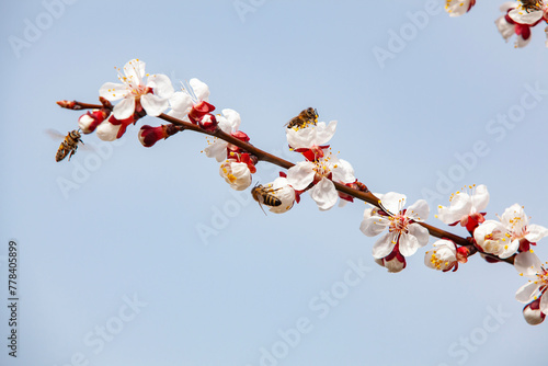 Obraz na płótnie Bees pollinate blossoming apricots on a plantation. Beekeeping and fruit growing. Close-up, copy space. w salonie