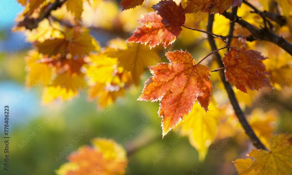 autumn leaves on a tree autumn leaves on a tree