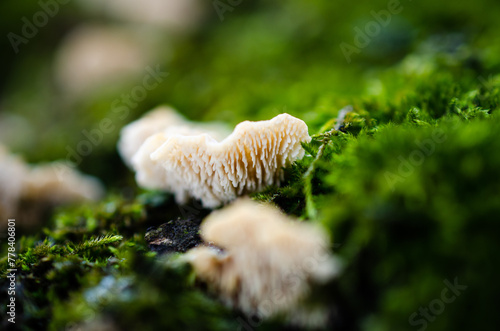 mushroom on the tree