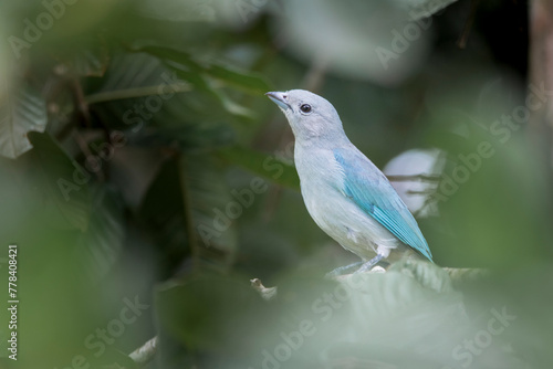 Brazilian Savannah Bird
The birds of Brazil are very beautiful and have many colors. photo