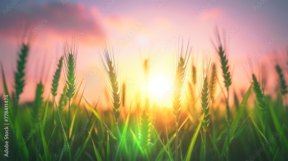 A vibrant field of green grass bathed under the golden sun, with a serene pink-blue sky as the backdrop A vibrant field of green grass bathed under the golden sun, with a serene pink-blue sky as the backdrop