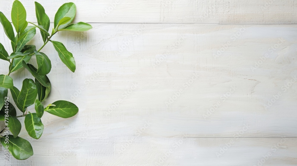 Green Plant With Leaves on White Background Green Plant With Leaves on White Background