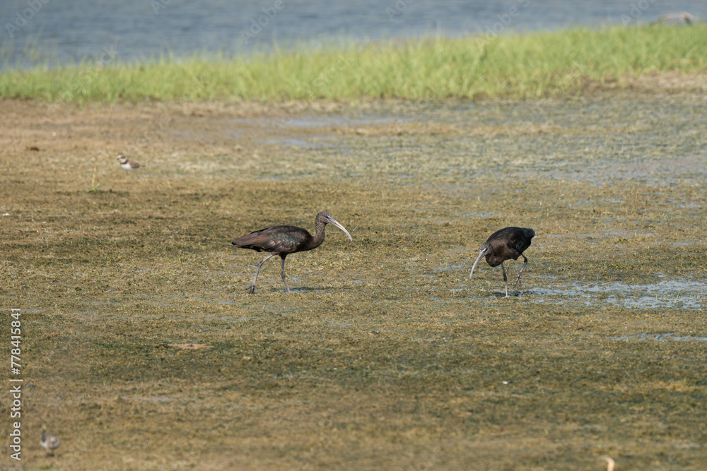 Glossy Ibis on the Connecticut Shoreline Glossy Ibis on the Connecticut Shoreline