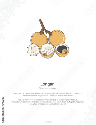 Longan - Dimocarpus longan illustration wall decor ideas photo