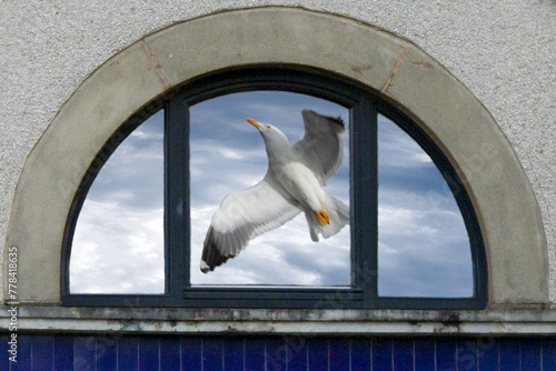 Reflection of a seagull in the window. Species of  breeding gulls  the Herring Gull, the Lesser Black-backed Gull, the Great Black-backed Gull, the Black-headed Gull, the Common Gull and the Kittiwake