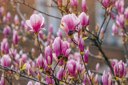 Close-up of vivid pink magnolia blossoms, bathed in soft sunlight, creating a romantic springtime scene.