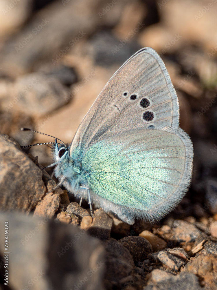 Obraz premium Green underside blue