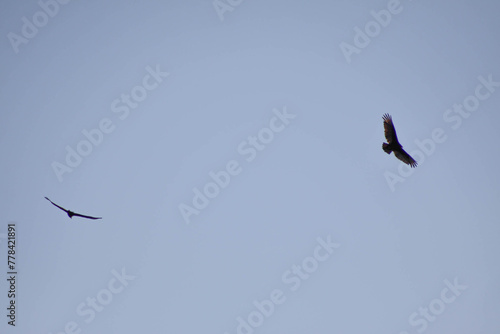 2 turkey vultures in flight