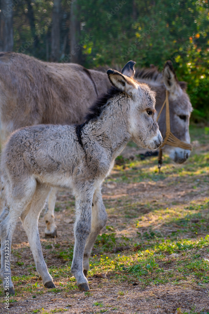 Mother and newborn baby donkeys on the floral meadow