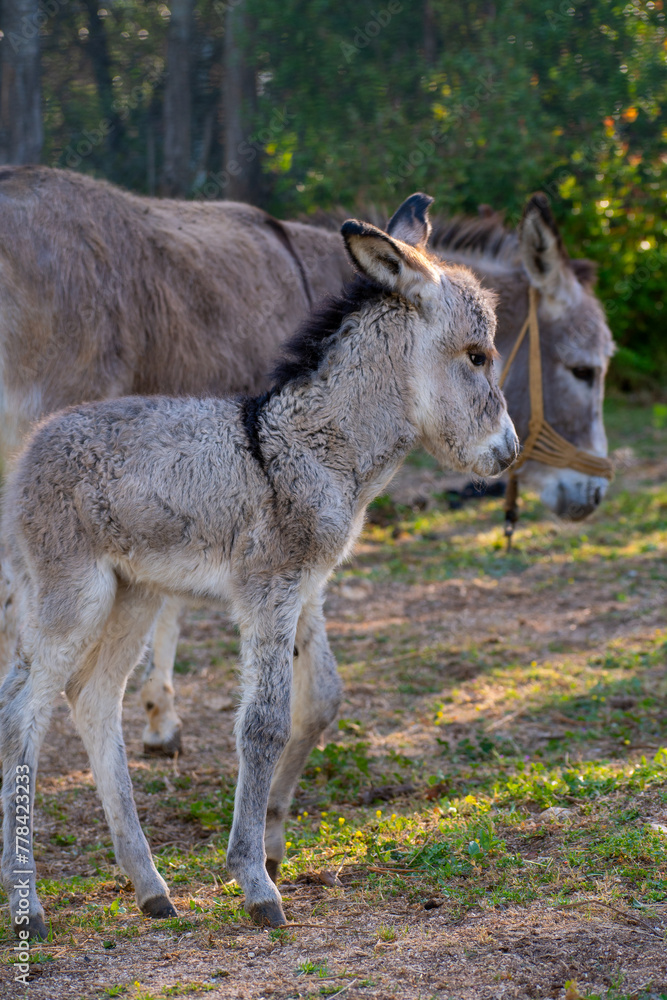 Mother and newborn baby donkeys on the floral meadow Mother and newborn baby donkeys on the floral meadow