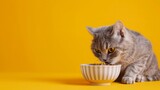 A cute gray cat and a bowl of food on a yellow background. Reaching for his favorite food, little thief. 