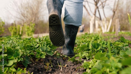 farmer walks across field rubber boots green strawberry sprouts, agriculture, green strawberry leaves, walking rubber boots ground, gardener rubber boots walks across field, fresh green sprouts