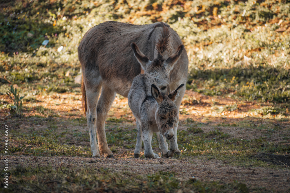 Grey cute baby donkey and mother on floral meadow Grey cute baby donkey and mother on floral meadow