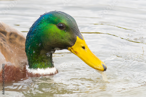 Mallard Side View in Water