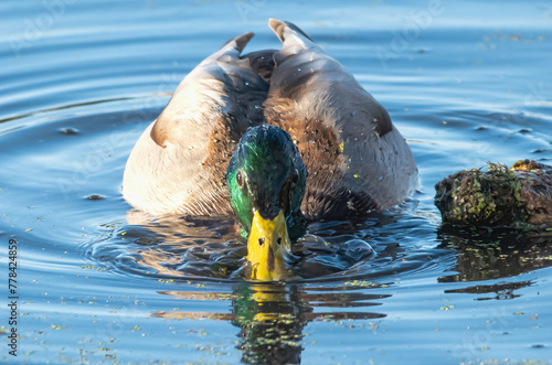 Mallard Coming Out of Water