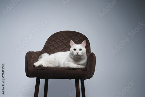 Fototapeta Naklejka Na Ścianę i Meble -  cat on a chair