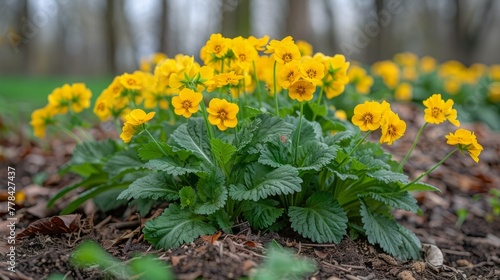 Cluster of Yellow Flowers in Soil