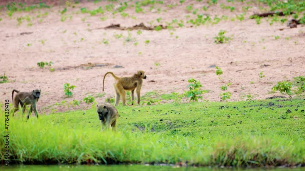 African baboons and black faced impala grazing near Riverbank at Chobe National Park, Botswana, South Africa. African baboons and black faced impala grazing near Riverbank at Chobe National Park, Botswana, South Africa.
