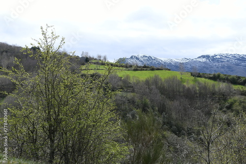 Alto del Couto , paisaje con arbol espino, Caurel photo