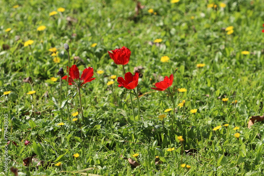 Flowers in a city park on the shores of the Mediterranean Sea.