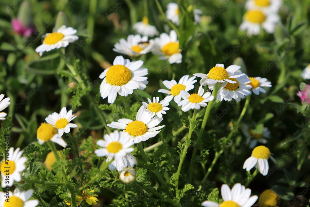 Flowers in a city park on the shores of the Mediterranean Sea. Flowers in a city park on the shores of the Mediterranean Sea.