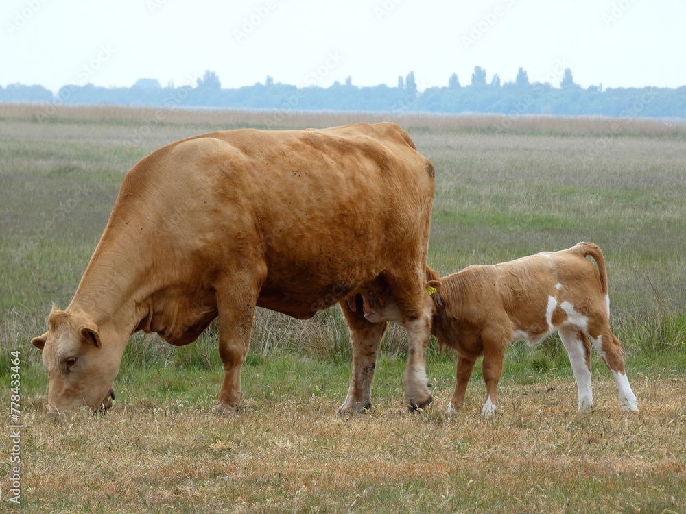 Mother cow with her little calf (Hiddensee, Germany) Mother cow with her little calf (Hiddensee, Germany)