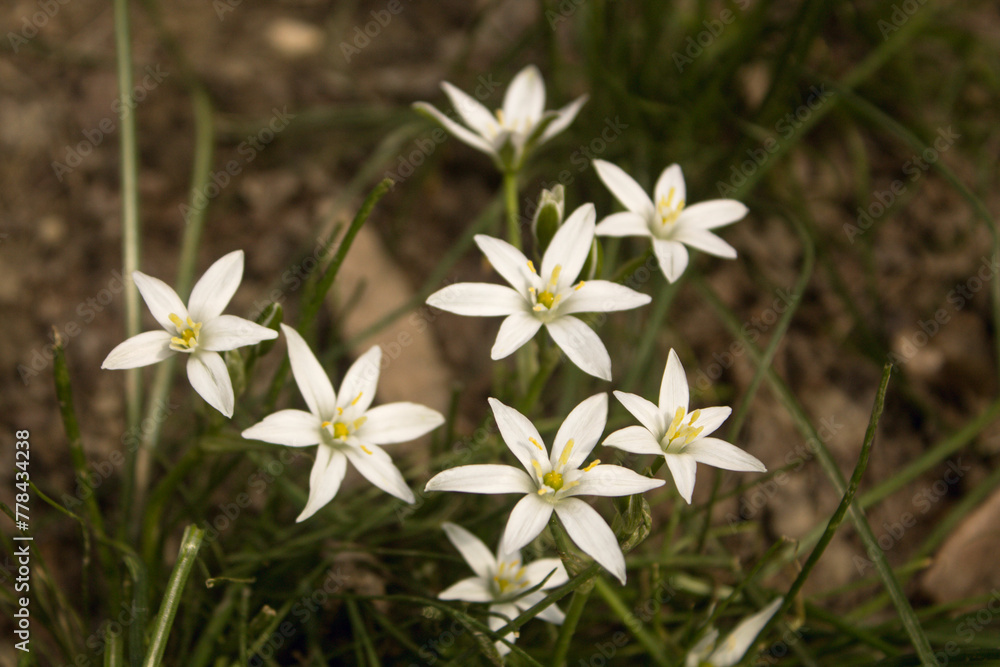 wild white flowers in the forest wild white flowers in the forest