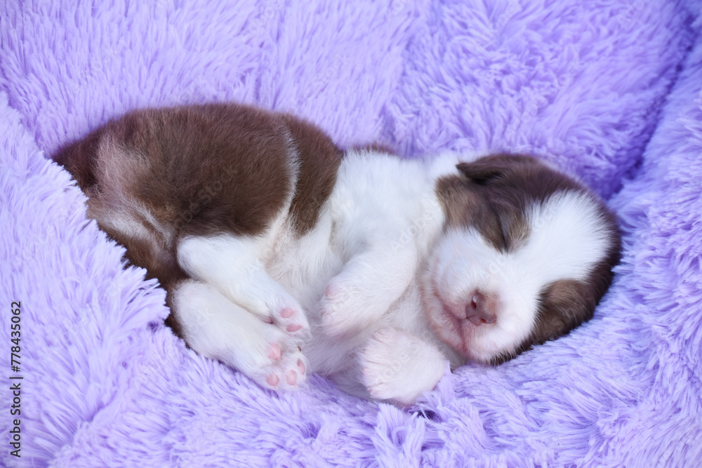 Cute newborn puppy of a australian shepherd dog lies on a soft purple bed Cute newborn puppy of a australian shepherd dog lies on a soft purple bed