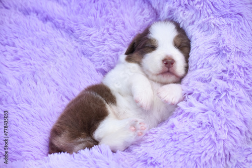 Cute newborn puppy of a australian shepherd dog lies on a soft purple bed
