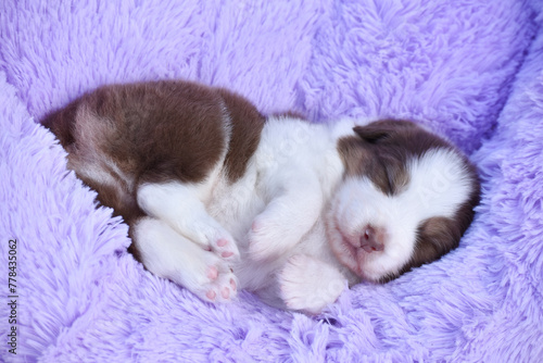 Cute newborn puppy of a australian shepherd dog lies on a soft purple bed
