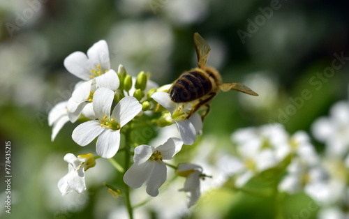 Biene auf Gänsekresse-Blüten © christiane65