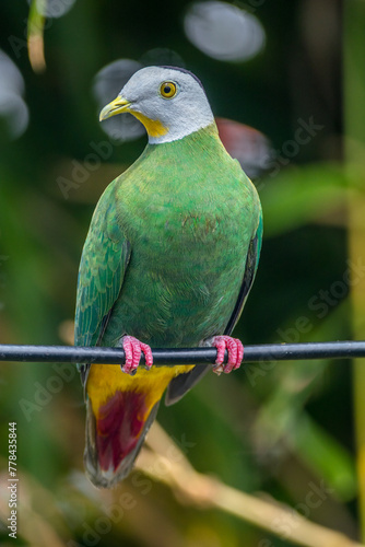 The black-naped fruit dove (Ptilinopus melanospilus), also known as the black-headed fruit dove photo