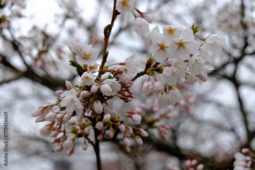 Breathing in the fragrance of white sakura petals