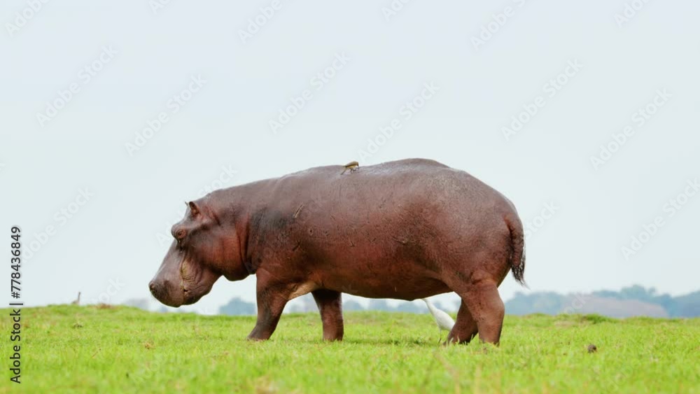 Full body close up of an African hippo walking on grassland. Botswana, South Africa. Full body close up of an African hippo walking on grassland. Botswana, South Africa.